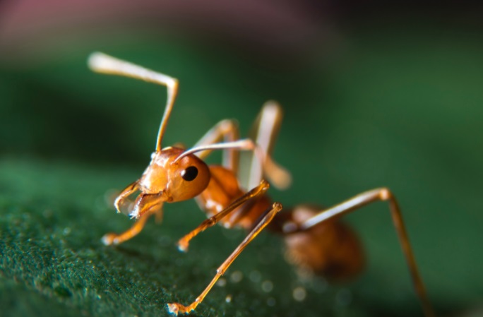 close up photo of a fire ant